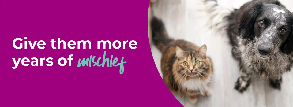 Senior Pet Care & Health Checks | Palmerston Vets Essex