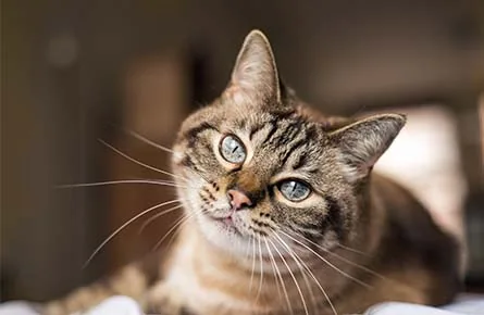 Cat dental care in essex