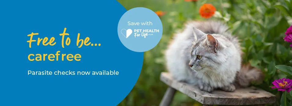 Palmerston Vets Parasite Control