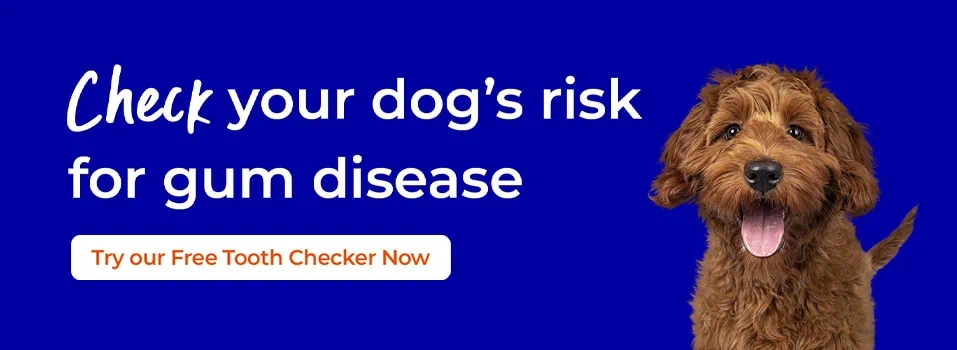 Pet Dental Care from Palmerston Vets