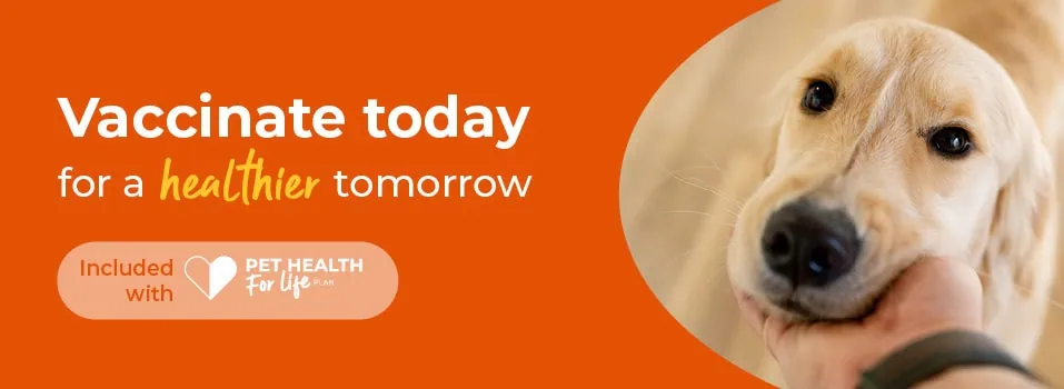 Pet vaccinations from Palmerston Vets in Essex